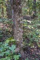 suporte fungos em uma árvore tronco foto