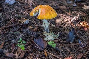 laranja boné cogumelo dentro a floresta foto