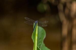 libélula em repouso em uma aquático plantar foto