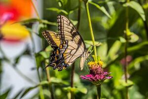 amarelo rabo de andorinha borboleta em uma flor foto