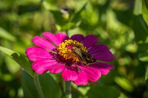 traça em uma zínia flor foto