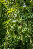 sulista charuto ou Catalpa árvore fechar-se foto