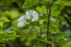 branco manhã glória flores foto