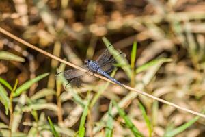 ampla azul libélula fechar-se foto