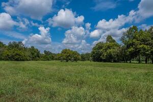 aberto campo com árvores e céu foto