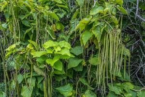 sulista charuto ou Catalpa árvore foto