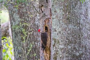 pilado pica-pau em uma árvore foto