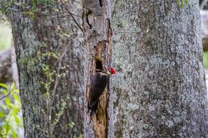 pilado pica-pau fazer uma orifício foto