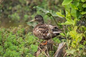 fêmea pato-real em uma registro fechar-se foto