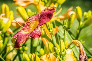 vermelho daylily fechar-se lado Visão foto