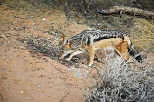 Preto Apoiado chacal cheira para presa dentro a selvagem. kgalagadi transfronteiriço parque sul África botsuana foto