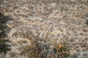 rebanho do gazela antílopes pastar em a cheio declive do uma areia duna. dentro uma distância foto