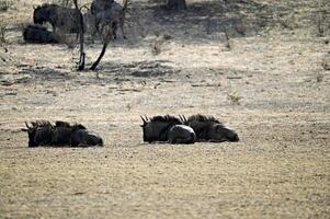 gnus amontoado fechar para a inferior do a nossob leito do rio para proteger si mesmos a partir de a arenoso ventos foto