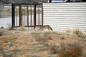 Preto Apoiado chacal foge por aí uma deserto jogos apresentar dentro kgalagadi. foto