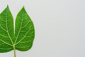 caprichoso elegância lindo folhas graça branco papel brincar, uma sereno fusão do natureza e simplicidade foto