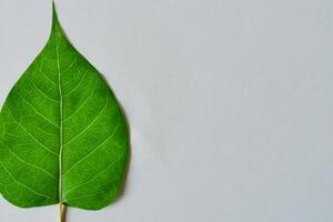 caprichoso elegância lindo folhas graça branco papel brincar, uma sereno fusão do natureza e simplicidade foto