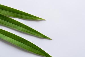 Pandan folha descansos em branco papel, uma mistura do da natureza frescor em uma limpar \ limpo tela de pintura foto