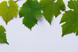 caprichoso elegância lindo folhas graça branco papel brincar, uma sereno fusão do natureza e simplicidade foto