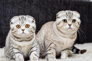 gêmeo bigodudo elegância capturando a beleza do lindo gêmeo bigodudo escocês dobra expressão, uma retrato do felino graça e charme foto