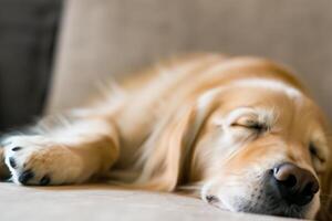 capturando a comovente expressão do uma lindo dourado retriever cachorro, uma cenário do incondicional amor e alegre companhia foto