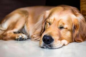 capturando a comovente expressão do uma lindo dourado retriever cachorro, uma cenário do incondicional amor e alegre companhia foto