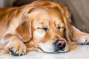 capturando a comovente expressão do uma lindo dourado retriever cachorro, uma cenário do incondicional amor e alegre companhia foto