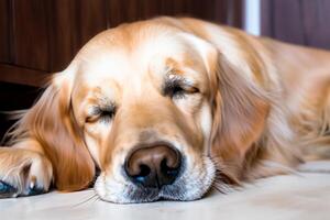 capturando a comovente expressão do uma lindo dourado retriever cachorro, uma cenário do incondicional amor e alegre companhia foto