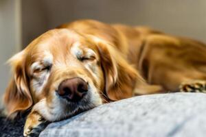 capturando a comovente expressão do uma lindo dourado retriever cachorro, uma cenário do incondicional amor e alegre companhia foto