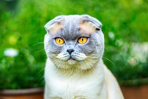 abraçando a beleza do uma lindo fofa bigodudo charme escocês dobrar, Onde brincalhão elegância e cativante bigodes combinar dentro uma cativante retrato do felino prazer, trazendo alegria para cada coração foto