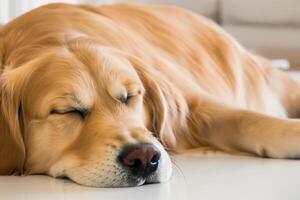 capturando a comovente expressão do uma lindo dourado retriever cachorro, uma cenário do incondicional amor e alegre companhia foto