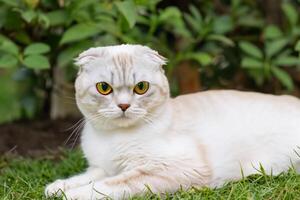 abraçando a beleza do uma lindo fofa bigodudo charme escocês dobrar, Onde brincalhão elegância e cativante bigodes combinar dentro uma cativante retrato do felino prazer, trazendo alegria para cada coração foto