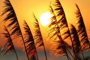 cana flores aquecer dentro a radiante brilho do a tarde sol, criando uma espetacular tapeçaria do da natureza efêmero beleza dentro a tranquilo crepúsculo céu foto