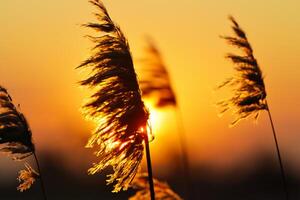 cana flores aquecer dentro a radiante brilho do a tarde sol, criando uma espetacular tapeçaria do da natureza efêmero beleza dentro a tranquilo crepúsculo céu foto