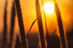 cana flores aquecer dentro a radiante brilho do a tarde sol, criando uma espetacular tapeçaria do da natureza efêmero beleza dentro a tranquilo crepúsculo céu foto