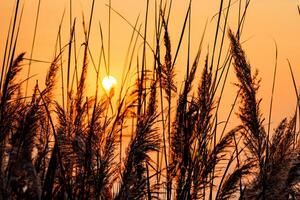 cana flores aquecer dentro a radiante brilho do a tarde sol, criando uma espetacular tapeçaria do da natureza efêmero beleza dentro a tranquilo crepúsculo céu foto