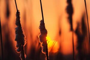 cana flores aquecer dentro a radiante brilho do a tarde sol, criando uma espetacular tapeçaria do da natureza efêmero beleza dentro a tranquilo crepúsculo céu foto