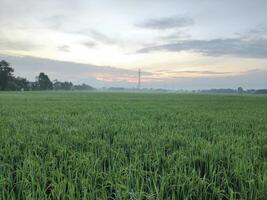 nascer do sol em a arroz campo área foto