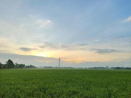 nascer do sol em a arroz campo área foto