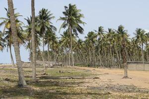 Palma árvores às a de praia dentro benin foto