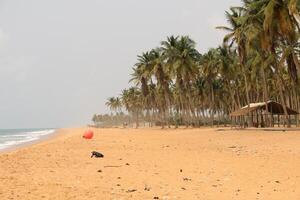 Palma árvores às a de praia dentro benin foto