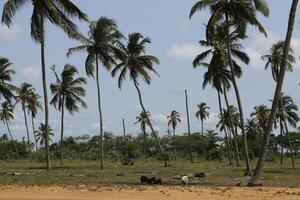 Palma árvores às a de praia dentro benin foto