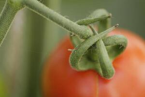 fechar acima do vermelho tomate foto