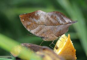 indiano asa de folha borboleta tem uma disfarce do uma folha foto