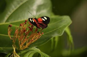 escova com pés borboletas, comumente conhecido Como a asas longas ou heliconianos foto