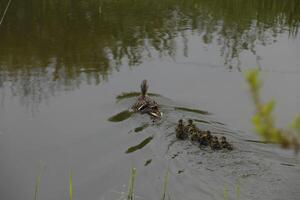 pato-real com bebê patos natação dentro uma canal foto