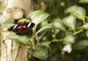 escova com pés borboletas, comumente conhecido Como a asas longas ou heliconianos foto