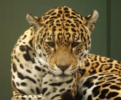 norte chinês leopardo foto