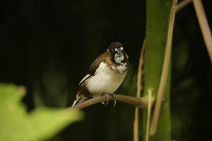 pardal é uma famoso jardim pássaro foto