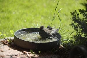 Passaro preto leva uma banho foto