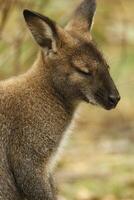 wallaby australiano canguru foto